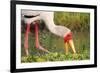 Yellow-Billed Stork Feeding in a Backwater of the Rufiji River, Selous Game Reserve, Tanzania-William Gray-Framed Photographic Print