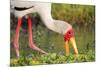 Yellow-Billed Stork Feeding in a Backwater of the Rufiji River, Selous Game Reserve, Tanzania-William Gray-Mounted Photographic Print