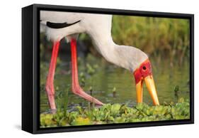 Yellow-Billed Stork Feeding in a Backwater of the Rufiji River, Selous Game Reserve, Tanzania-William Gray-Framed Stretched Canvas