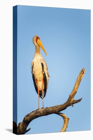 Yellow Billed Stork, Moremi Game Reserve, Botswana-Paul Souders-Stretched Canvas