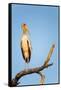 Yellow Billed Stork, Moremi Game Reserve, Botswana-Paul Souders-Framed Stretched Canvas