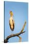 Yellow Billed Stork, Moremi Game Reserve, Botswana-Paul Souders-Stretched Canvas