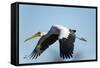Yellow Billed Stork, Moremi Game Reserve, Botswana-Paul Souders-Framed Stretched Canvas