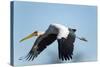 Yellow Billed Stork, Moremi Game Reserve, Botswana-Paul Souders-Stretched Canvas