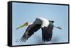 Yellow Billed Stork, Moremi Game Reserve, Botswana-Paul Souders-Framed Stretched Canvas