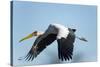 Yellow Billed Stork, Moremi Game Reserve, Botswana-Paul Souders-Stretched Canvas