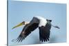 Yellow Billed Stork, Moremi Game Reserve, Botswana-Paul Souders-Stretched Canvas