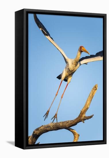 Yellow Billed Stork, Moremi Game Reserve, Botswana-Paul Souders-Framed Stretched Canvas