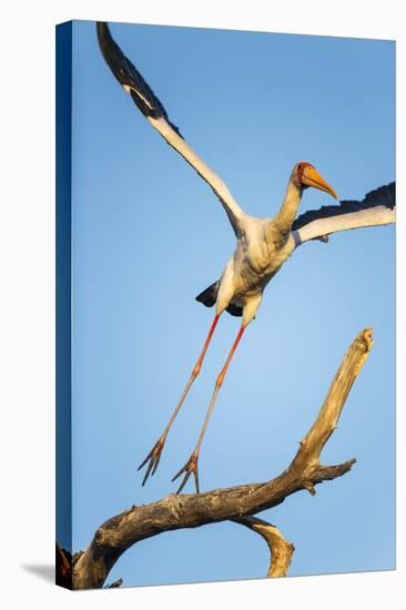 Yellow Billed Stork, Moremi Game Reserve, Botswana-Paul Souders-Stretched Canvas