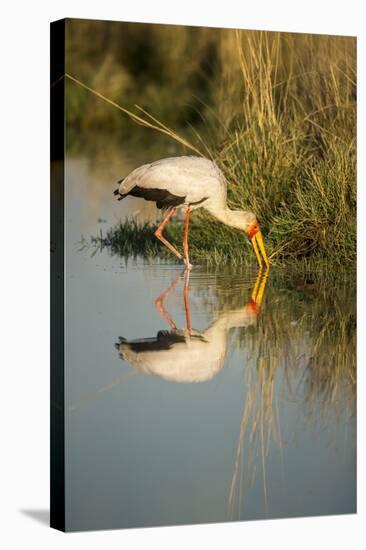 Yellow Billed Stork, Moremi Game Reserve, Botswana-Paul Souders-Stretched Canvas