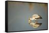 Yellow Billed Stork, Moremi Game Reserve, Botswana-Paul Souders-Framed Stretched Canvas