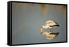 Yellow Billed Stork, Moremi Game Reserve, Botswana-Paul Souders-Framed Stretched Canvas