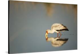 Yellow Billed Stork, Moremi Game Reserve, Botswana-Paul Souders-Stretched Canvas