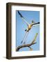 Yellow Billed Stork, Moremi Game Reserve, Botswana-Paul Souders-Framed Photographic Print