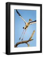 Yellow Billed Stork, Moremi Game Reserve, Botswana-Paul Souders-Framed Photographic Print