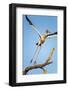 Yellow Billed Stork, Moremi Game Reserve, Botswana-Paul Souders-Framed Photographic Print