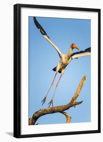 Yellow Billed Stork, Moremi Game Reserve, Botswana-Paul Souders-Framed Photographic Print