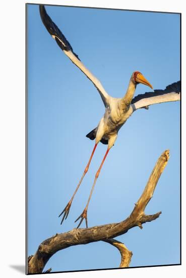 Yellow Billed Stork, Moremi Game Reserve, Botswana-Paul Souders-Mounted Photographic Print