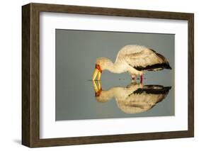 Yellow Billed Stork, Moremi Game Reserve, Botswana-Paul Souders-Framed Photographic Print