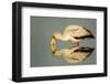 Yellow Billed Stork, Moremi Game Reserve, Botswana-Paul Souders-Framed Photographic Print