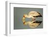 Yellow Billed Stork, Moremi Game Reserve, Botswana-Paul Souders-Framed Photographic Print