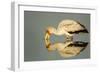 Yellow Billed Stork, Moremi Game Reserve, Botswana-Paul Souders-Framed Photographic Print