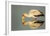 Yellow Billed Stork, Moremi Game Reserve, Botswana-Paul Souders-Framed Photographic Print