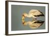 Yellow Billed Stork, Moremi Game Reserve, Botswana-Paul Souders-Framed Photographic Print