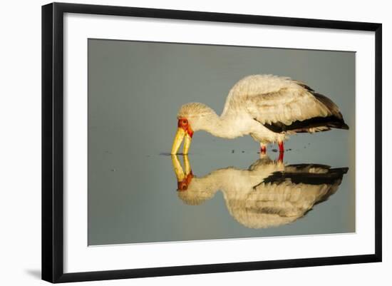 Yellow Billed Stork, Moremi Game Reserve, Botswana-Paul Souders-Framed Photographic Print