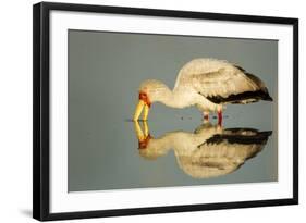 Yellow Billed Stork, Moremi Game Reserve, Botswana-Paul Souders-Framed Photographic Print