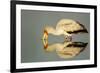 Yellow Billed Stork, Moremi Game Reserve, Botswana-Paul Souders-Framed Photographic Print