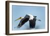 Yellow Billed Stork, Moremi Game Reserve, Botswana-Paul Souders-Framed Photographic Print