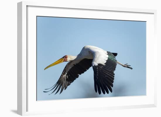 Yellow Billed Stork, Moremi Game Reserve, Botswana-Paul Souders-Framed Photographic Print