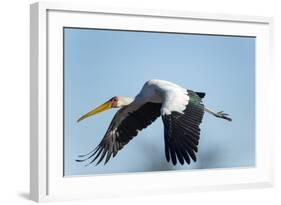 Yellow Billed Stork, Moremi Game Reserve, Botswana-Paul Souders-Framed Photographic Print