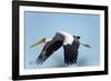 Yellow Billed Stork, Moremi Game Reserve, Botswana-Paul Souders-Framed Photographic Print