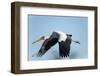 Yellow Billed Stork, Moremi Game Reserve, Botswana-Paul Souders-Framed Photographic Print