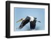 Yellow Billed Stork, Moremi Game Reserve, Botswana-Paul Souders-Framed Photographic Print