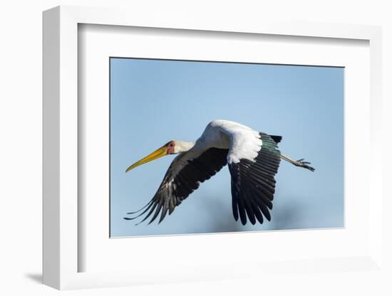 Yellow Billed Stork, Moremi Game Reserve, Botswana-Paul Souders-Framed Photographic Print