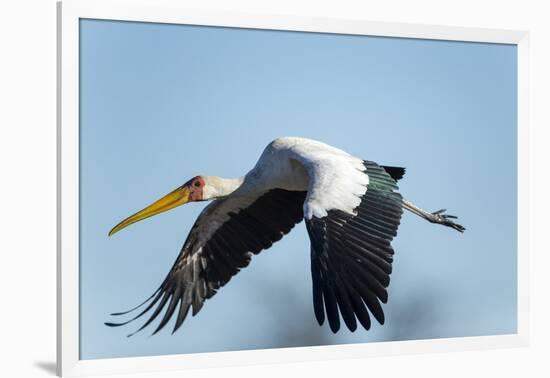 Yellow Billed Stork, Moremi Game Reserve, Botswana-Paul Souders-Framed Photographic Print