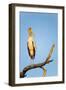 Yellow Billed Stork, Moremi Game Reserve, Botswana-Paul Souders-Framed Photographic Print