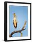 Yellow Billed Stork, Moremi Game Reserve, Botswana-Paul Souders-Framed Photographic Print