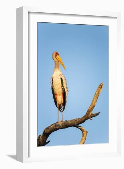 Yellow Billed Stork, Moremi Game Reserve, Botswana-Paul Souders-Framed Photographic Print