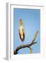 Yellow Billed Stork, Moremi Game Reserve, Botswana-Paul Souders-Framed Photographic Print