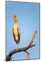 Yellow Billed Stork, Moremi Game Reserve, Botswana-Paul Souders-Mounted Photographic Print