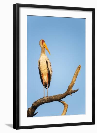 Yellow Billed Stork, Moremi Game Reserve, Botswana-Paul Souders-Framed Photographic Print