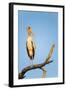 Yellow Billed Stork, Moremi Game Reserve, Botswana-Paul Souders-Framed Photographic Print