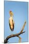 Yellow Billed Stork, Moremi Game Reserve, Botswana-Paul Souders-Mounted Photographic Print