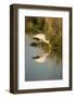 Yellow Billed Stork, Moremi Game Reserve, Botswana-Paul Souders-Framed Photographic Print