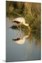 Yellow Billed Stork, Moremi Game Reserve, Botswana-Paul Souders-Mounted Photographic Print