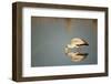 Yellow Billed Stork, Moremi Game Reserve, Botswana-Paul Souders-Framed Photographic Print